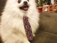 Pomeranian Erkek