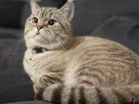 Acil British Shorthair