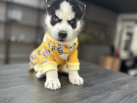 Mavi göz efsane husky yavrularım