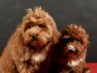 14 Şubat Doğumlu Maltipoo Yavrularım