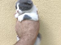 Gri Beyaz Yavru Scottish Fold