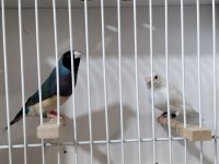 Gökkuşağı İspinozu (Gouldian Finch)