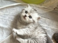 Sevimli scottish fold kulaklar