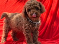 GERÇEK TEA CUP TEDDY RED BROWN POODLE BEBEKLER