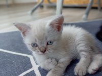 Beyaz British Shorthair