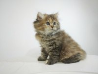 British longhair dişi ve erkek yavrular Bursa