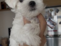 0 Numara Kore Maltese