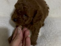 Kaliteli Poodle Cinsi Yavrularımız