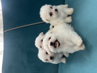 Tea cup kore kan maltese bebekler