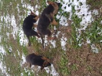 Alman çoban köpeği 4 aylık erkek