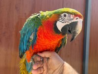 EĞİTİMLİ ARA MACAW PAPAĞANLARIMIZ GÖNDERİM MEVCUT