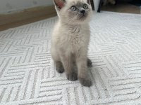 3 aylık blue point dişi