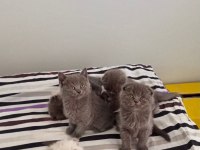 scottish ve british shorthair yavrular yuvalarını bekliyor