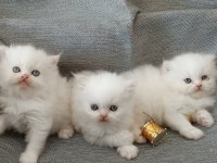 Pamuk şeker kediler