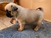 A kalite pug yavrularımız görülmeye değer