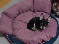 1 yaşında pinscher uysal pet eğitimi var