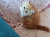 Saf kan exotic shorthair erkek yavru
