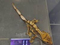 Crested Gecko