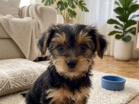 Hiç Tüy Dökmeyen Alerji Yapmayan Irk Köpeğimiz