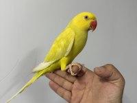 SARI MUTASYON YAVRU PAKİSTAN