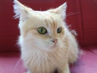 Orjinal Irk 2 Yaşında Longhair Shorthair Dişi Kediler