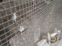 2 aylık palazlar keklik ve sülün