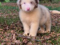 Blue merle ausiee doodle yavrumuz