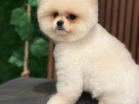 AYI SURAT SAFKAN POMERANİAN BOO KÖPEKLER