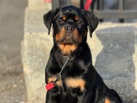 Extrem rottweiler