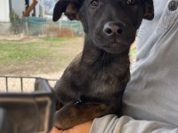 Malinois enerji ve heyecan belçika kurdu