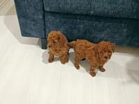2 Erkek Poodle