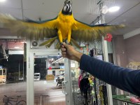 Faturalı Cites Belgeli 8 Aylık Macaw Papağanlar