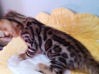 WCF show class bengal kedisi bebekler