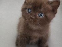 British shorthair yavrulara sıcak yuva