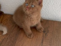 Premium British Shorthair Cinnamon