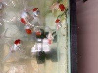 Red cap orandalar sizleri bekliyor