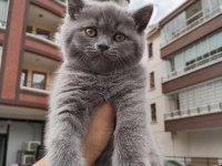 2 aylık ayı surat British Shorthair