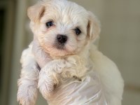 Birbirinden Tatlı Maltipoo bebekler