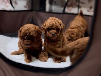 Toy poodle yavrular