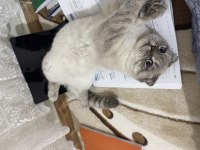 Scottish Fold Kedisi