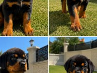 Şecereli Extrem Rottweiler Yavruları Mevcuttur