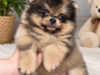 Pomeranian Teacup Özel Renk