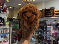 Toy poodle yavrular