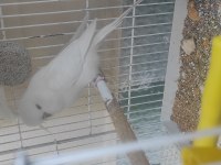 Jumbo ve yerli muhabbet kuşlar