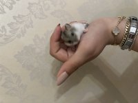 Hamster (Ataşehir)
