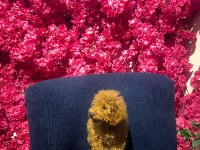 4 AYLIK TOY POODLE