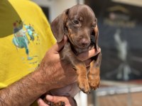 Petmode köpek çiftliğinde ziyarete açık mini dachshund