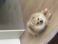 7 aylık dişi pomeranian