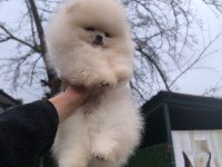 İstanbul beykoz pomeranian boo
