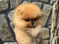MUKEMMEL KALİTE TEDDY BEAR POMERANİAN BOO YAVRULAR